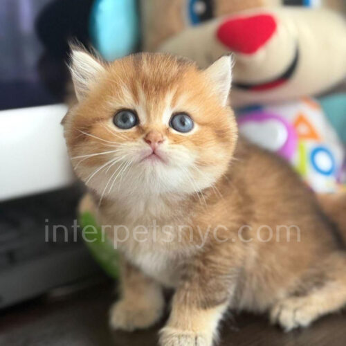 british shorthair