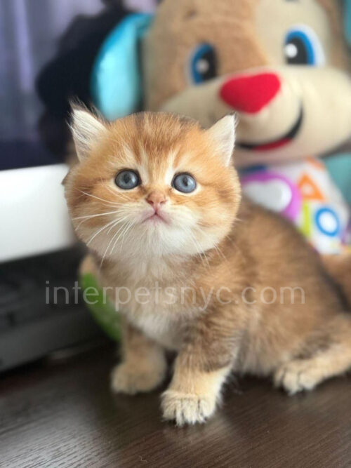 british shorthair