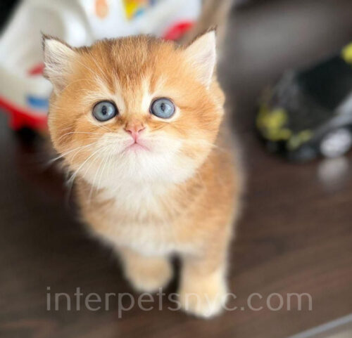 british shorthair kitten