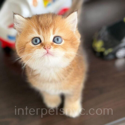 british shorthair kitten
