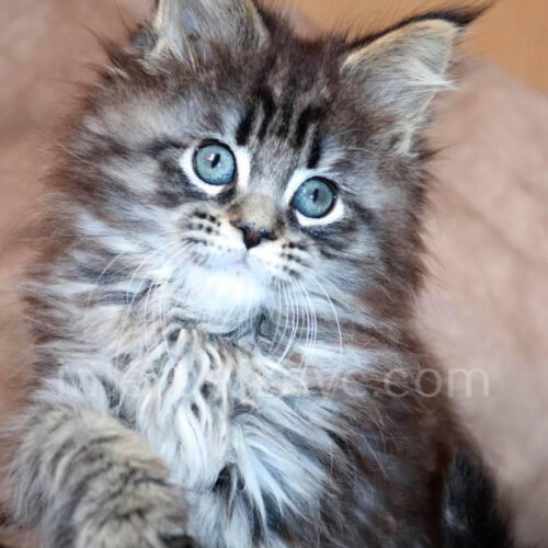 maine coon