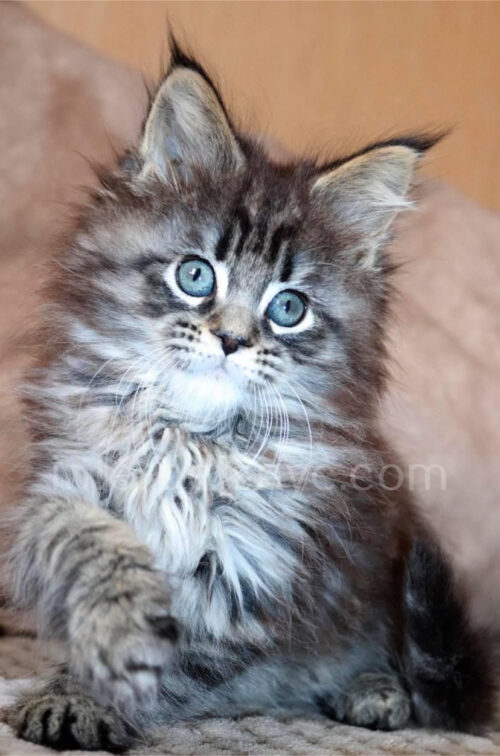 maine coon