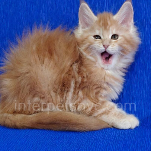 maine coon kitten