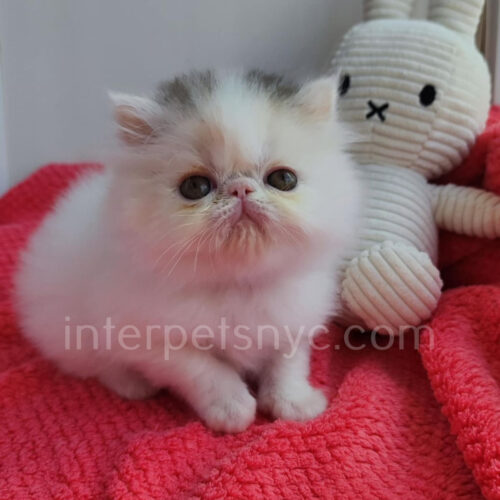 persian kitten