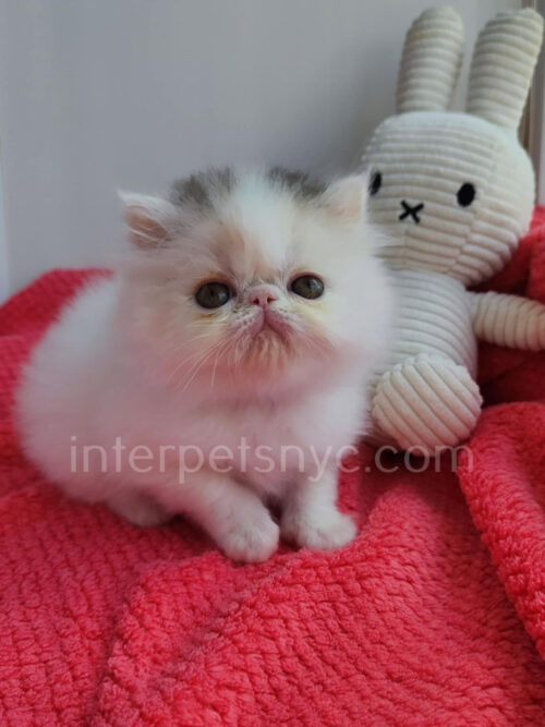 persian kitten