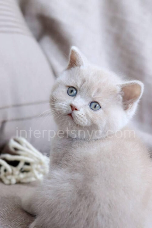 british shorthair