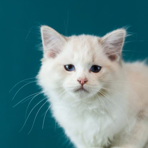 ragdoll