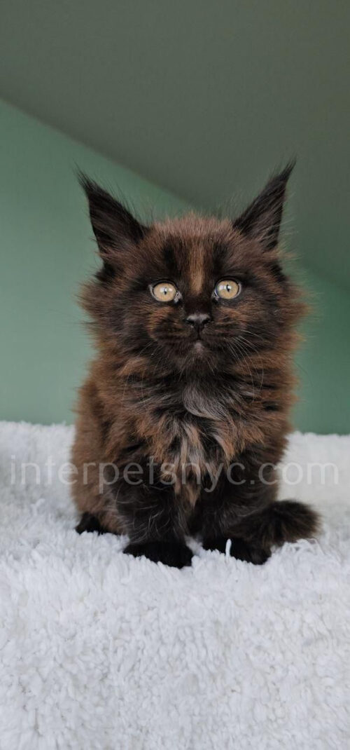 maine coon kitten