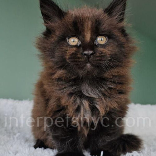 maine coon kitten