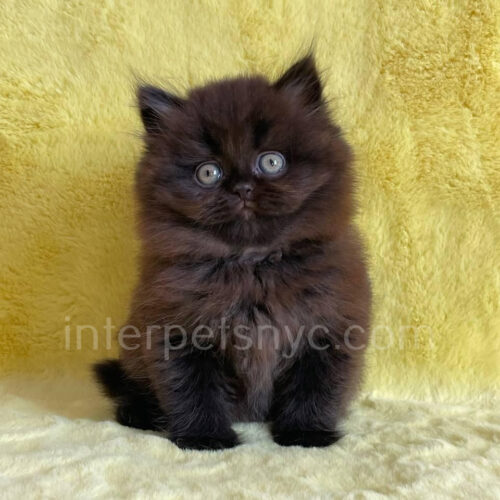british longhair