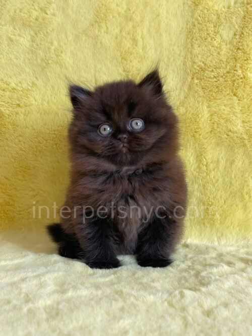 british longhair