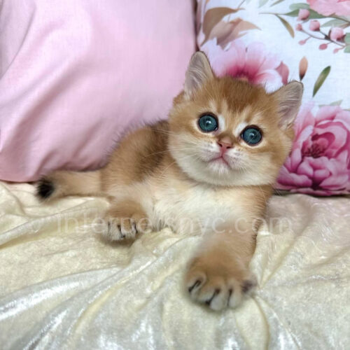 british shorthair