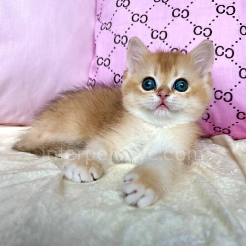 british shorthair kitten