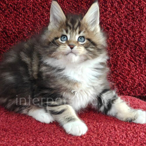 maine coon cat
