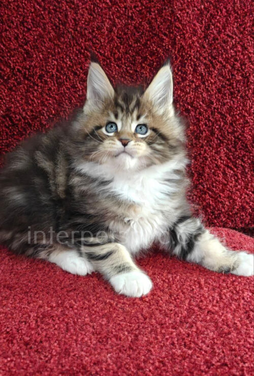 maine coon cat