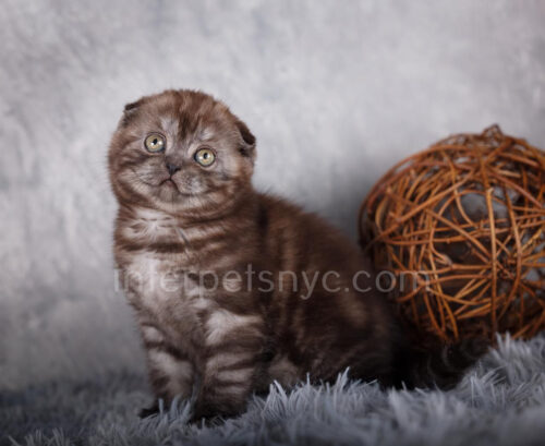 scottish fold