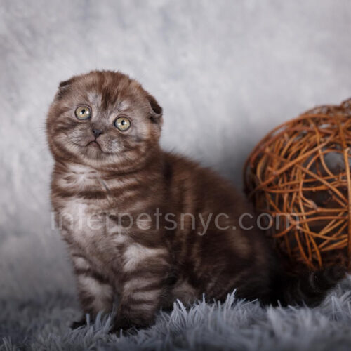 scottish fold