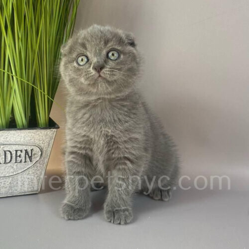 scottish fold