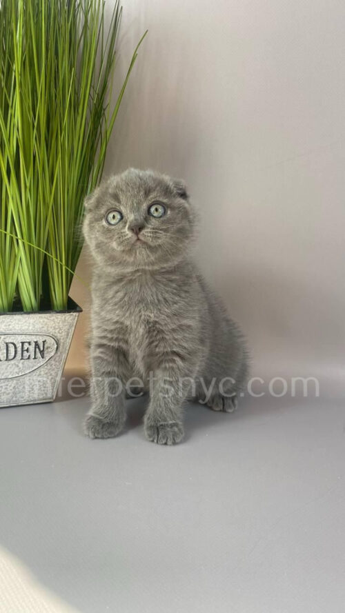 scottish fold