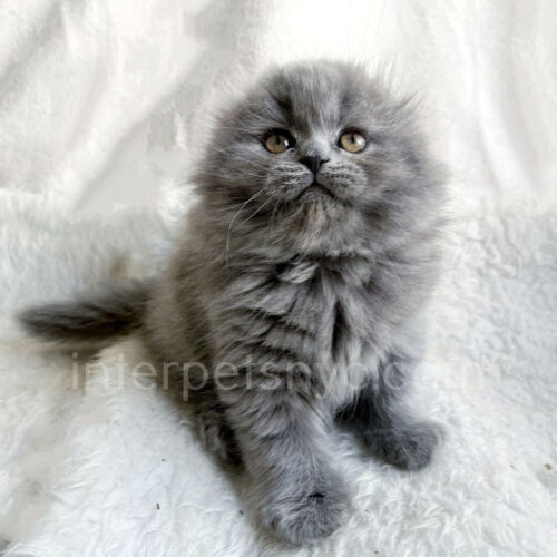 scottish fold longhair
