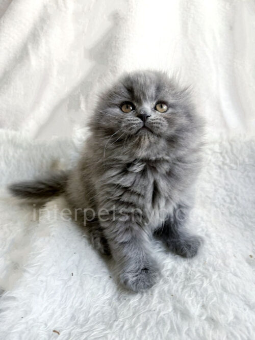 scottish fold longhair