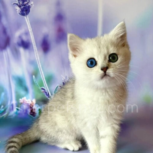 british shorthair with different eye color