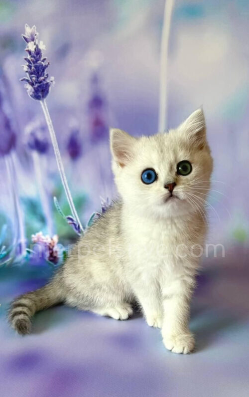 british shorthair with different eye color