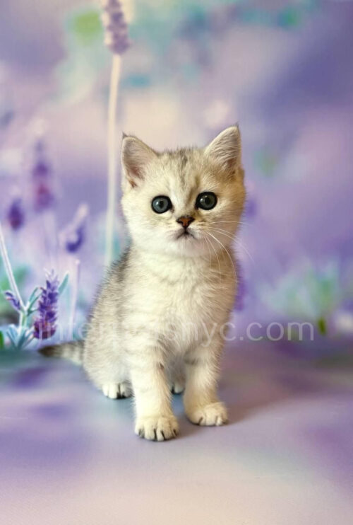british shorthair