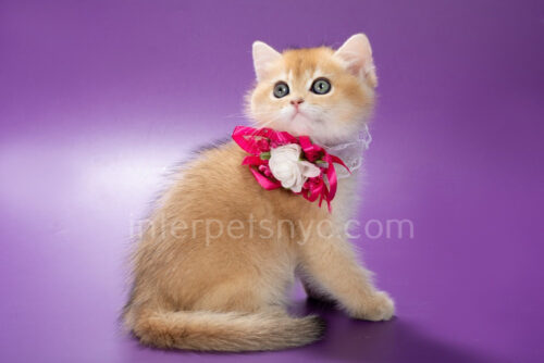 british shorthair