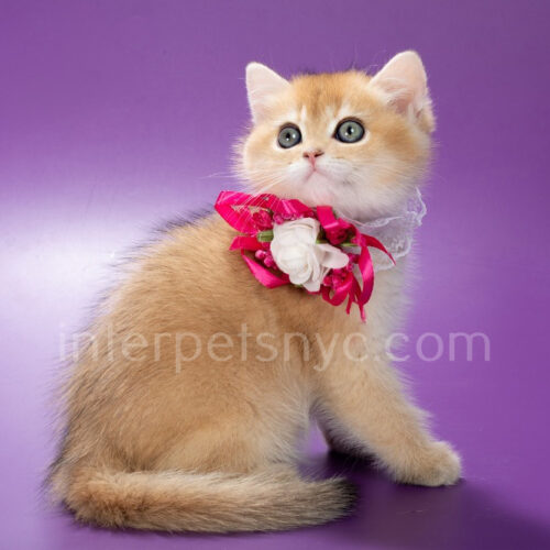 british shorthair