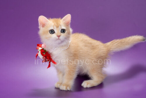 british shorthair female