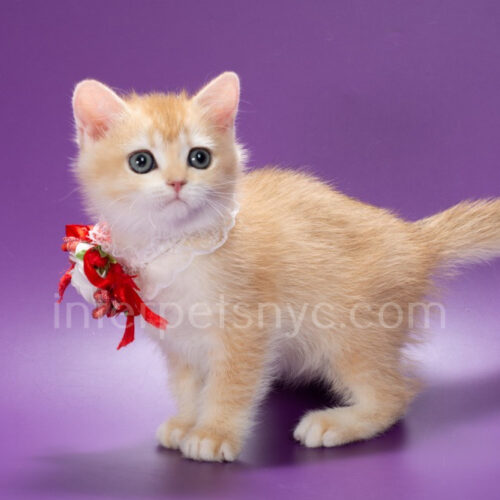 british shorthair female