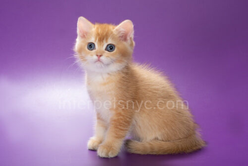 british shorthair golden kitten