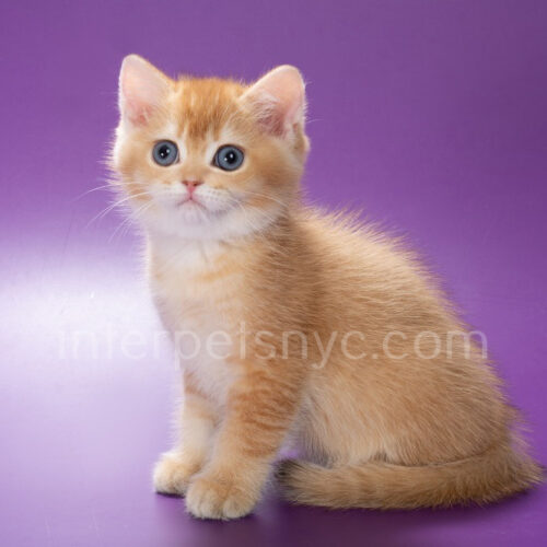 british shorthair golden kitten