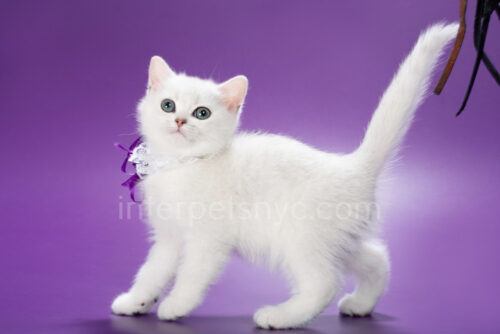 british shorthair