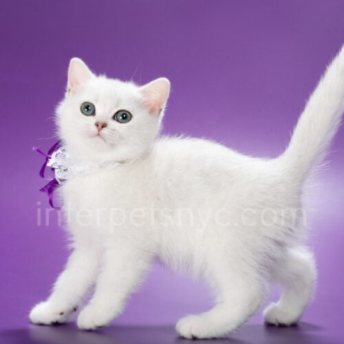 british shorthair