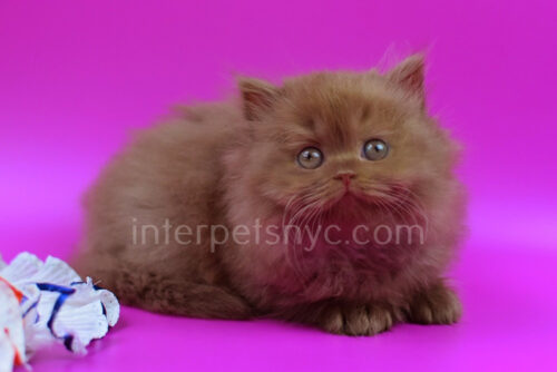 british longhair cinnamon
