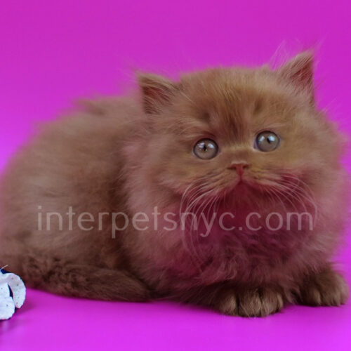 british longhair cinnamon