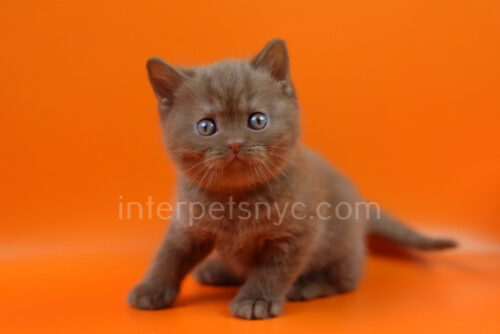 british shorthair