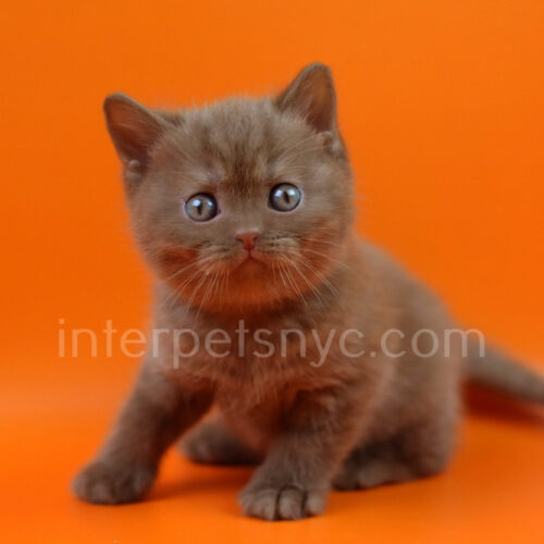 british shorthair