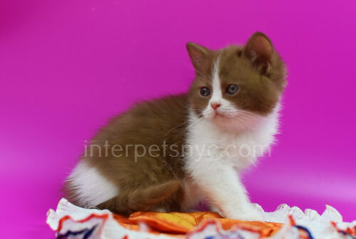 british shorthair biclor