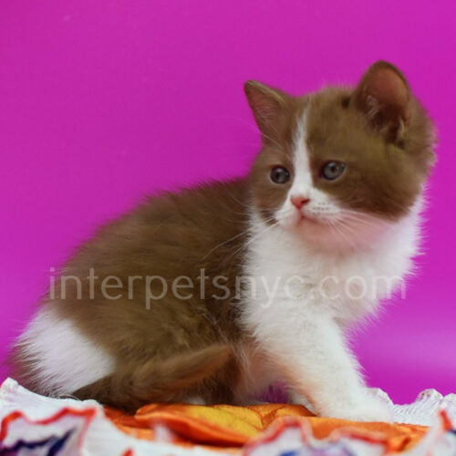 british shorthair biclor