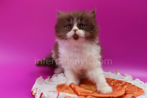 british longhair