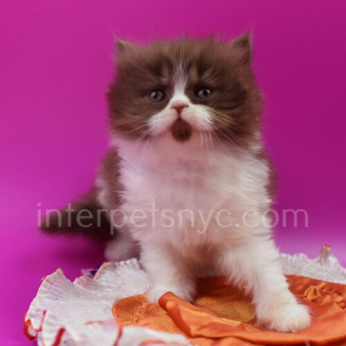 british longhair