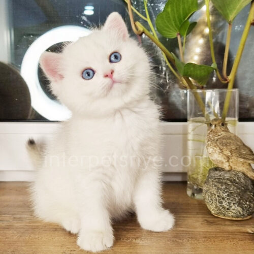 british shirthair blue eyes