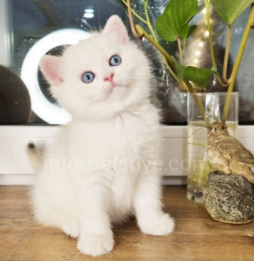 british shirthair blue eyes