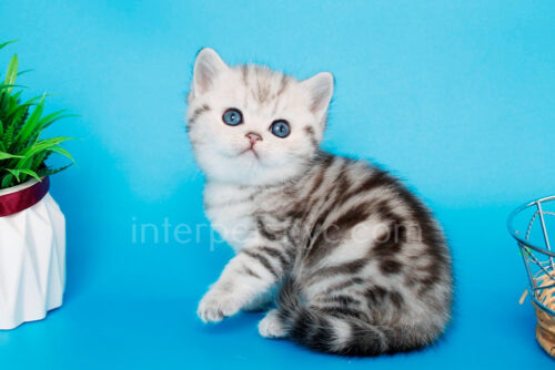 british shorthair female