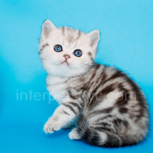 british shorthair female