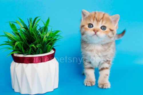 british shorthair