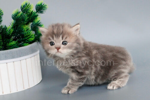 british longhair kitten